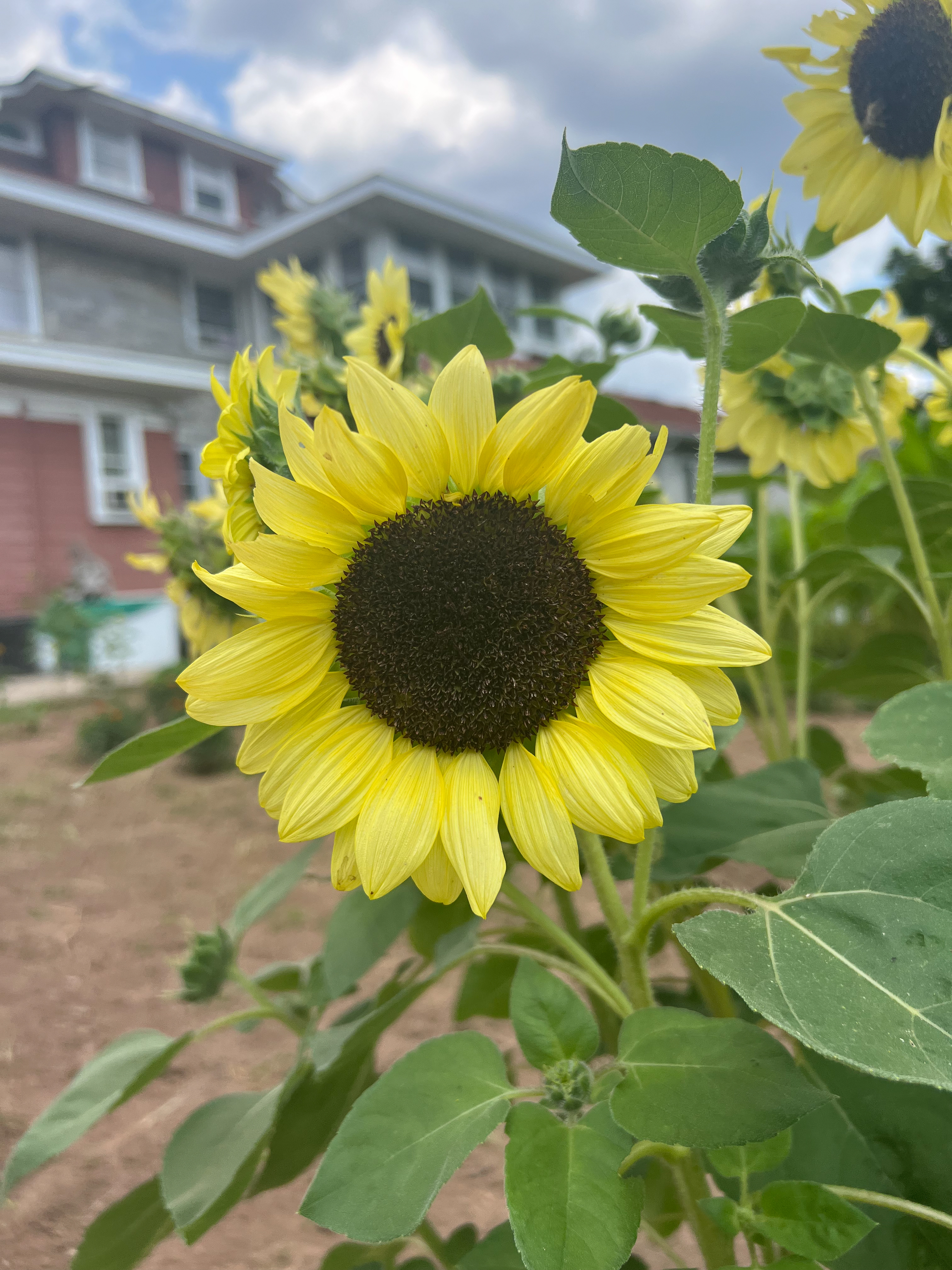 Sunflower planted by members of the community center.