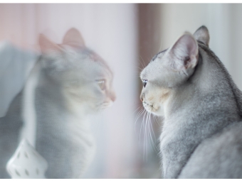 A gray cat looking at its reflection in a window