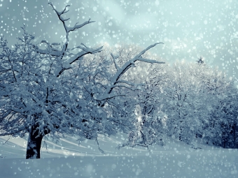 image of snow-covered trees